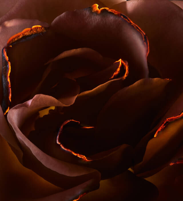 A close-up of a dark rose, showcasing its delicate petals with hints of fiery orange edges, creating a striking contrast against the deep hues of the flower.