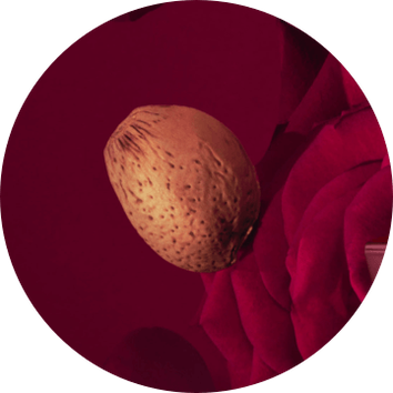 A close-up of a textured almond resting on vibrant red rose petals, creating a striking color contrast.
