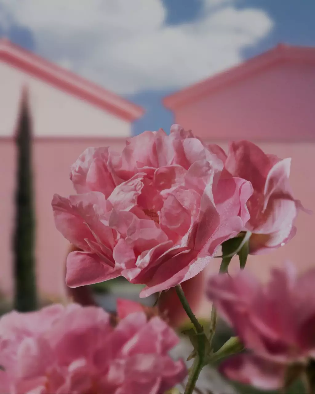 Lancome Domaine de la Rose