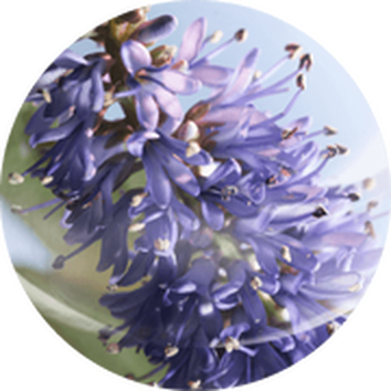 Lila viragok reszlete, finom szirmokkal es vilagos hatterrel, termeszetes kornyezetben.