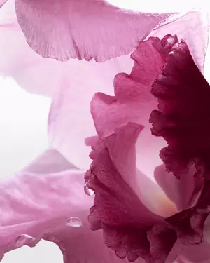 Viragillat illusztracio Lancome