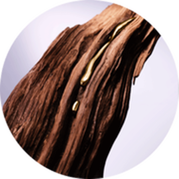 Egy sima, sotetbarna faagbol csorgo aranysarga gyanta cseppje lathato, amely kontrasztot kepez a hatterrel.